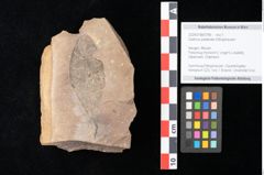 Foto (Objekt + Etikett) von Quercus palaeoilex Ettingshausen (NHMW-GEO-2024-0188-0796)